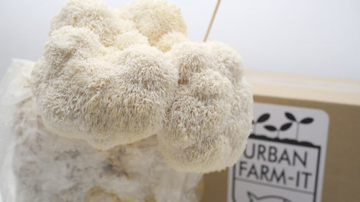 How to Store Lions Mane Mushrooms for Maximum Freshness