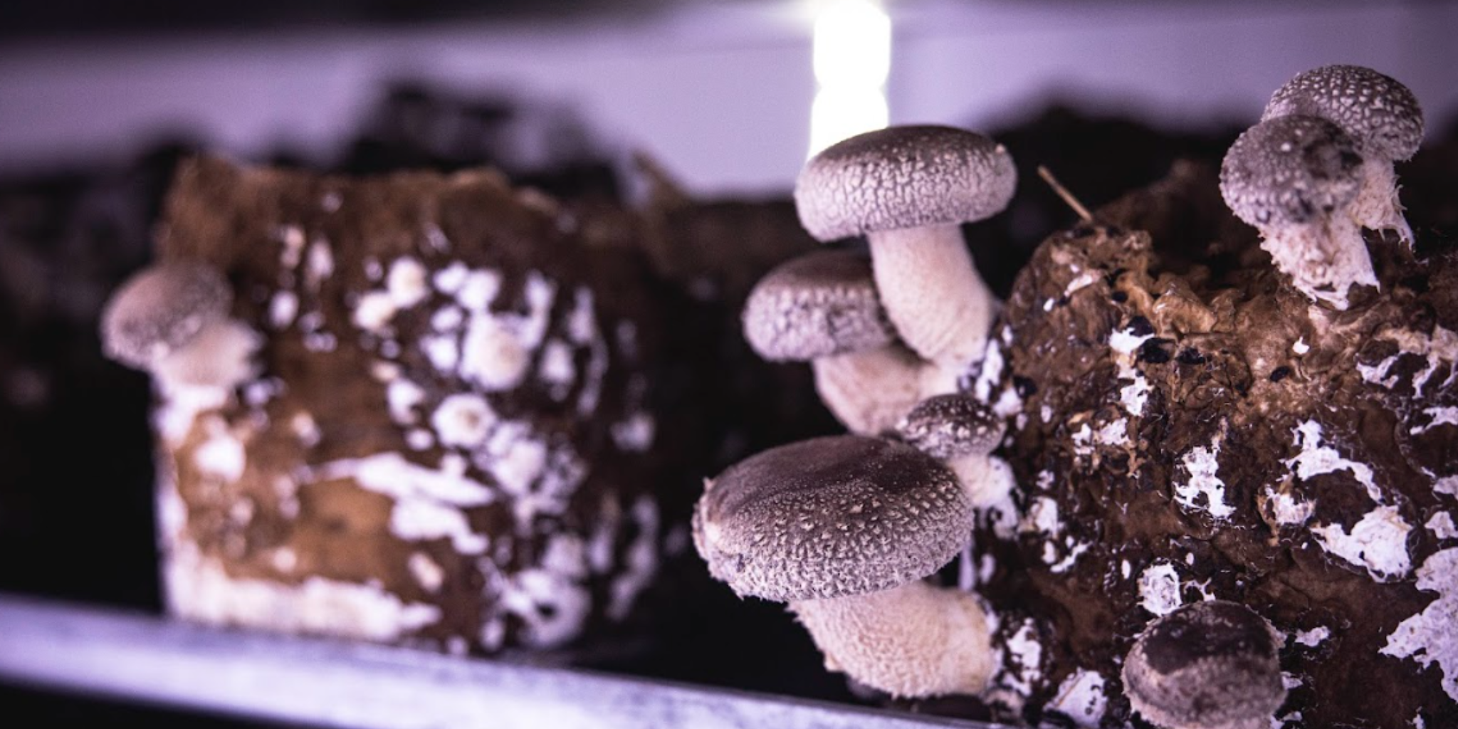 Wholesale Lion's Mane Mushroom Spawn