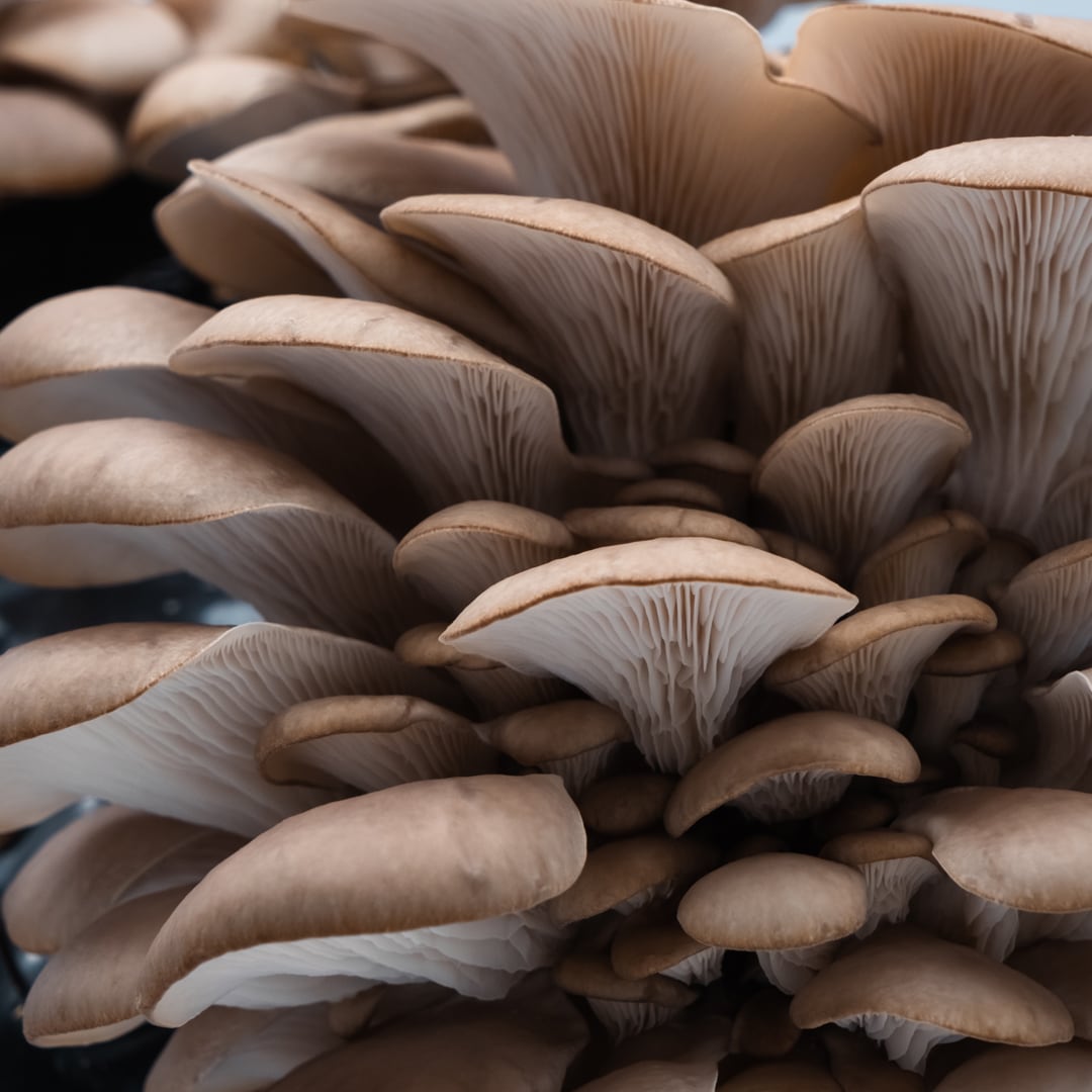 Mushroom Cultivation