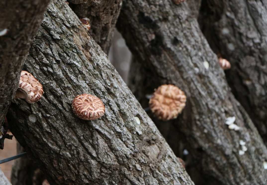 Mushroom Log Kits