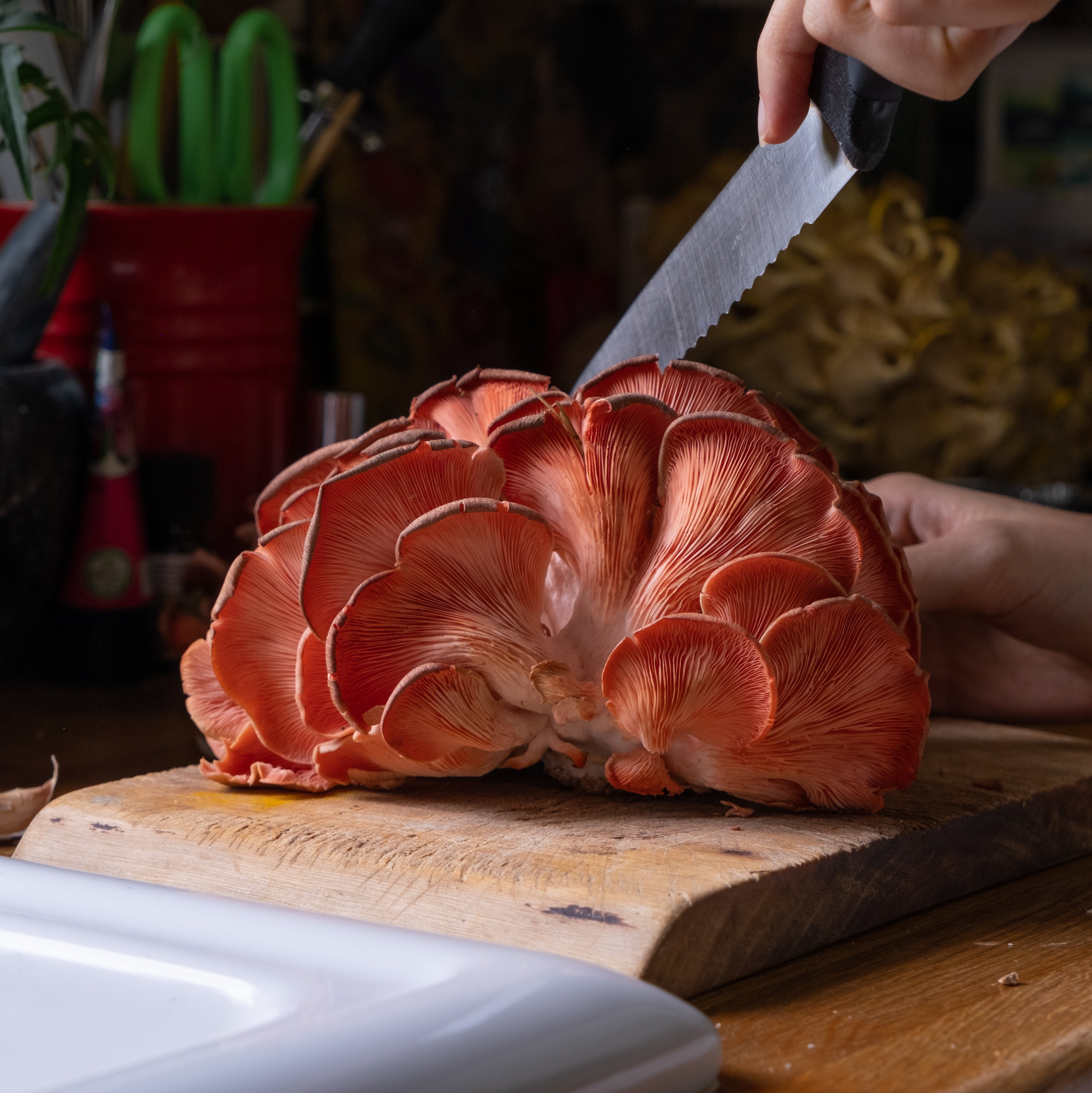 Oyster Mushroom Growing Kit