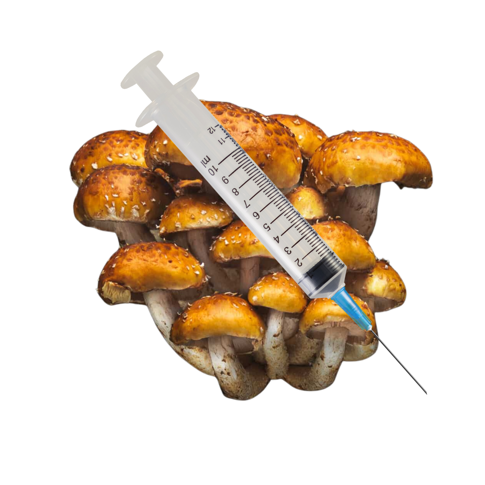 Chestnut Mushroom Liquid Culture