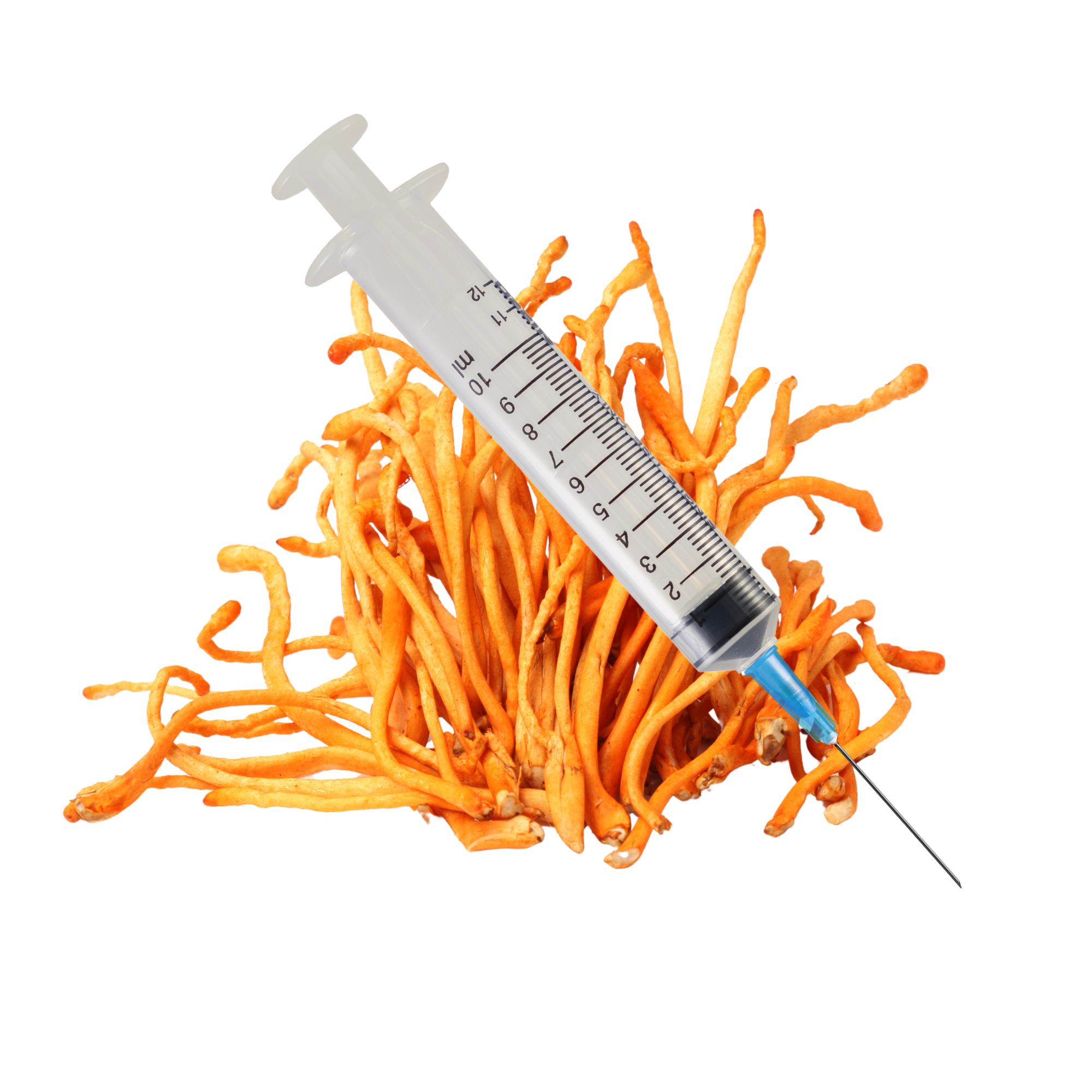 Cordyceps Mushroom Liquid Culture