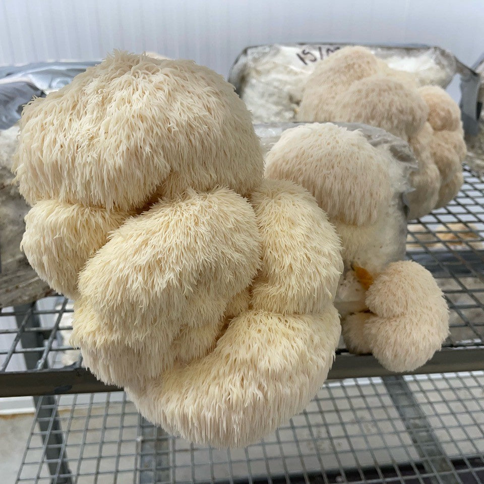 Lion's Mane Mushroom Fruiting Block