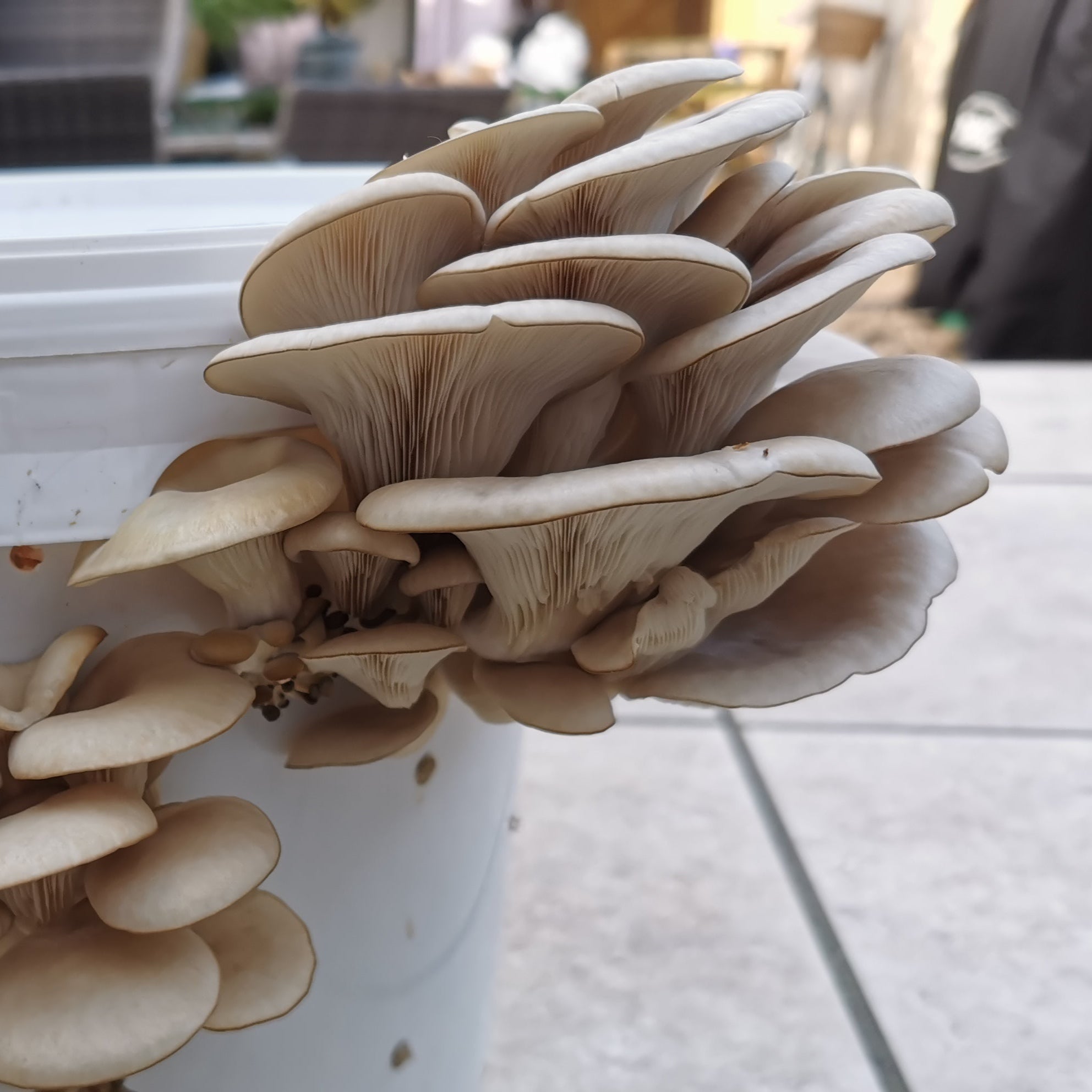 Small Oyster Bucket Bundle