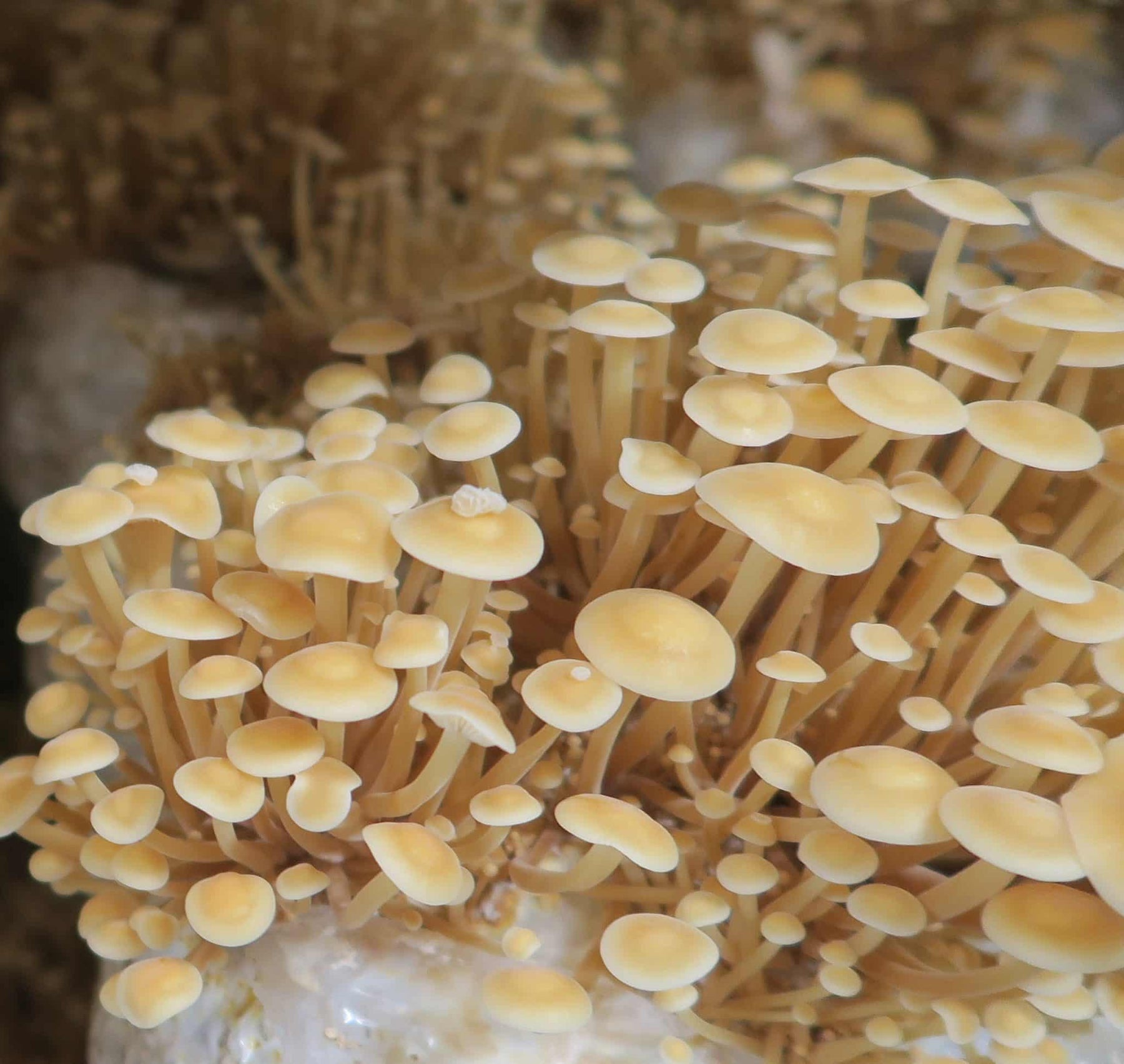 Enoki Mushroom Grain Spawn