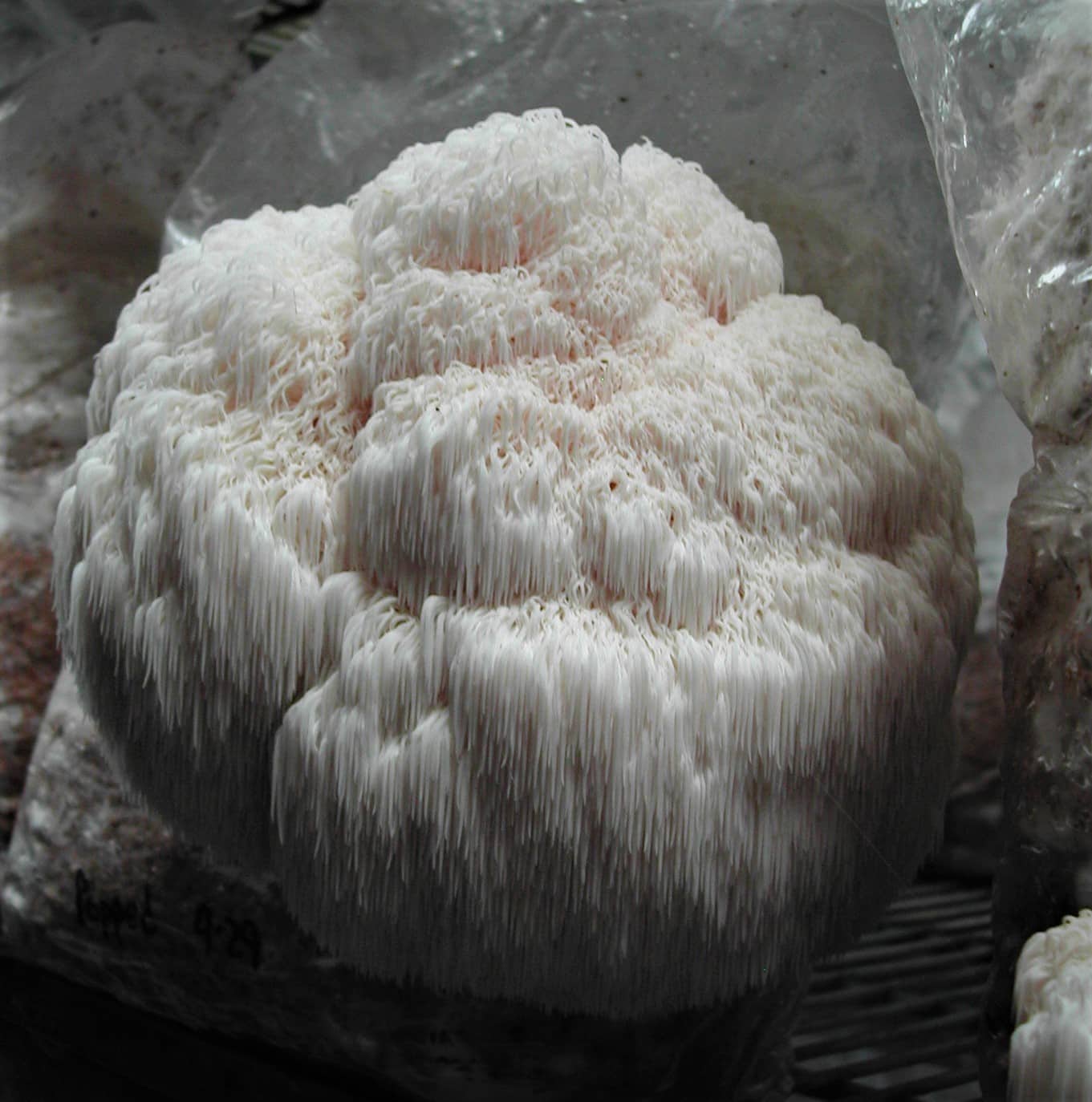 Lion’s Mane Mushroom Grain Spawn