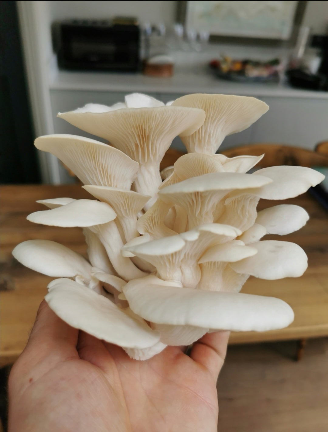 White Elm Oyster Mushroom Grain Spawn