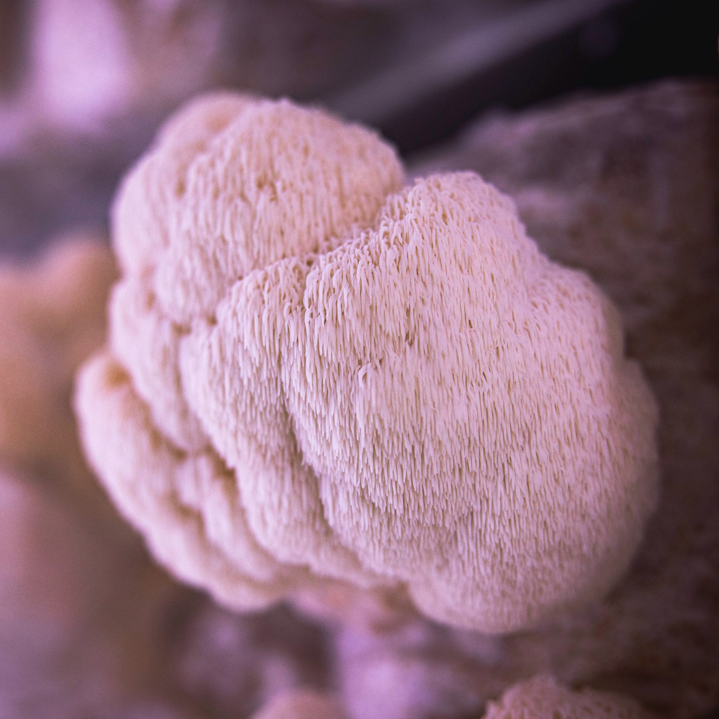 Mushroom Growing Kits