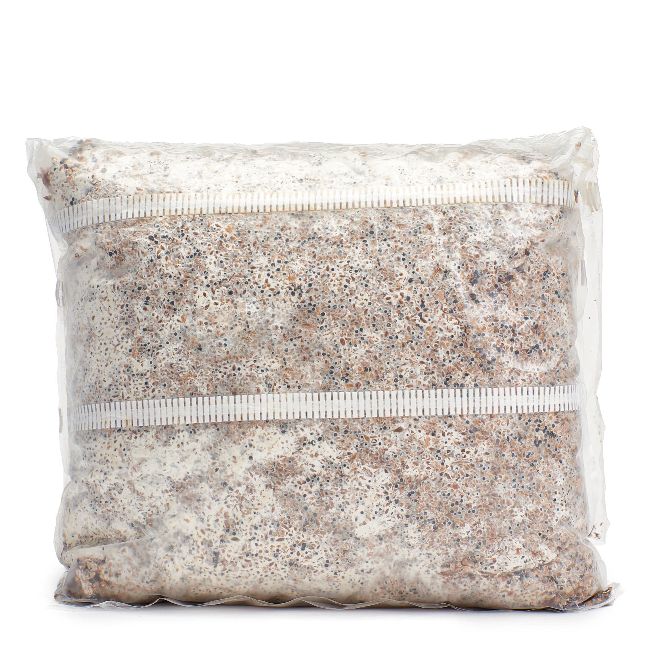 Blue-Grey Oyster Mushroom Grain Spawn