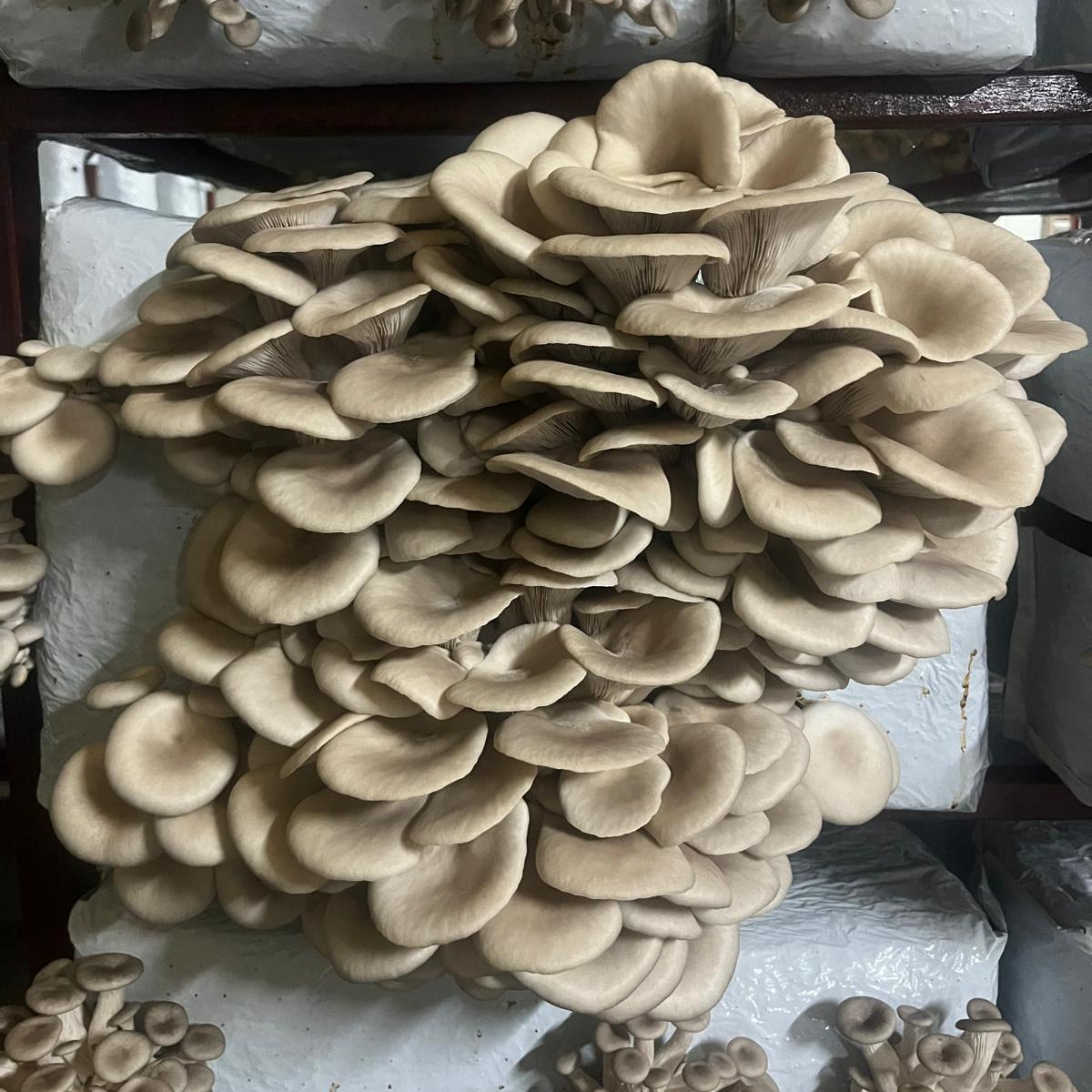 M2187 Sporeless Oyster Mushroom- Purati - Spawn - 5L bag