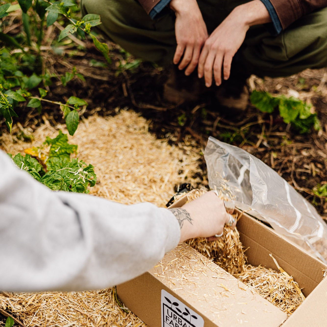 Companion Growing Bundle