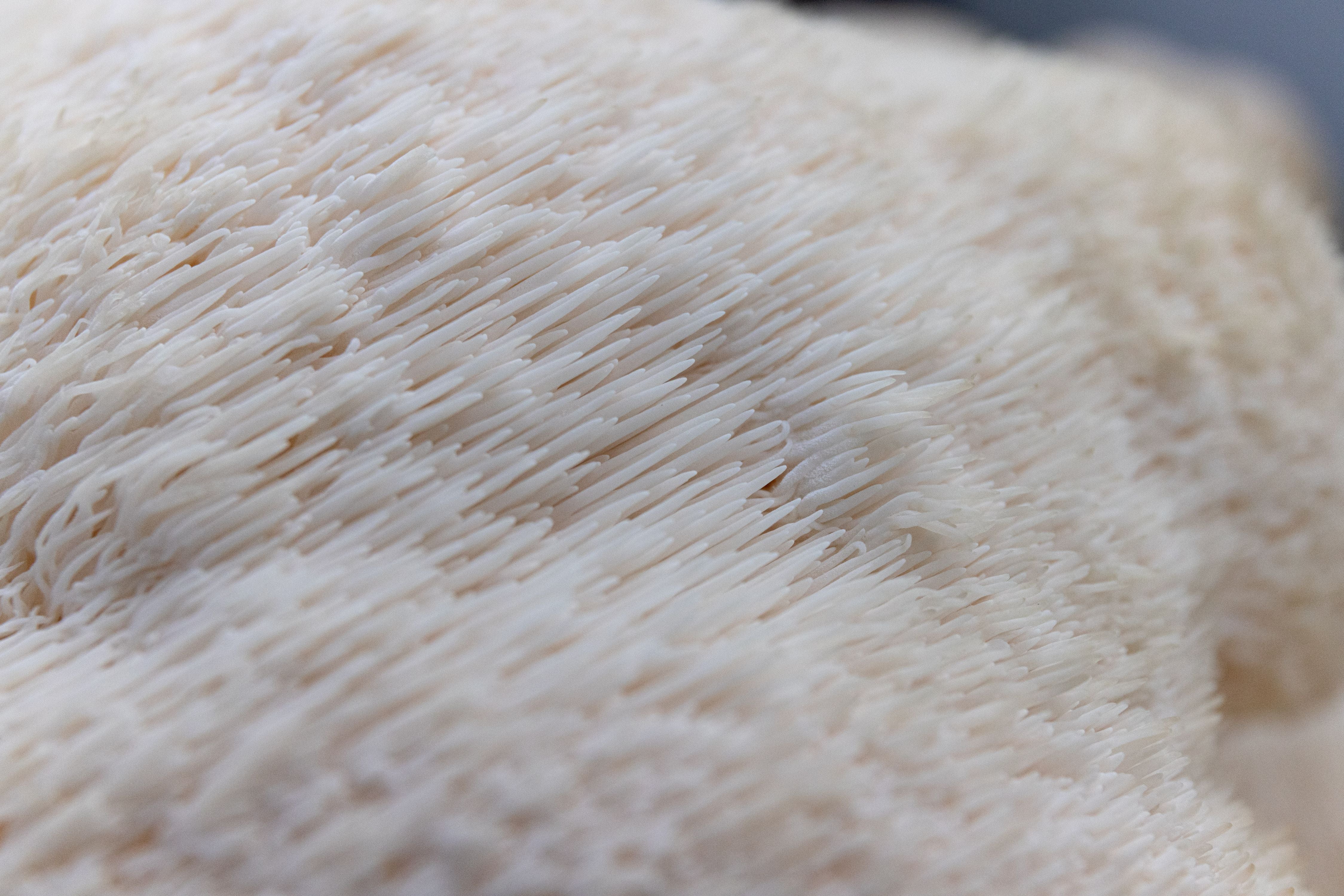 UFI Lion's Mane Punnet