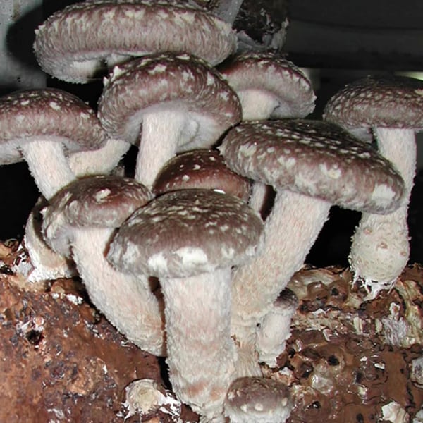 shiitake mushroom plug spawn