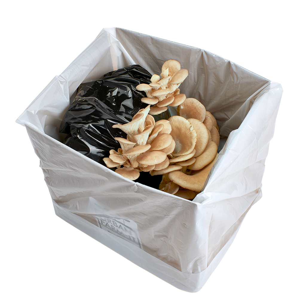 White Elm Oyster Mushroom Growing Kit