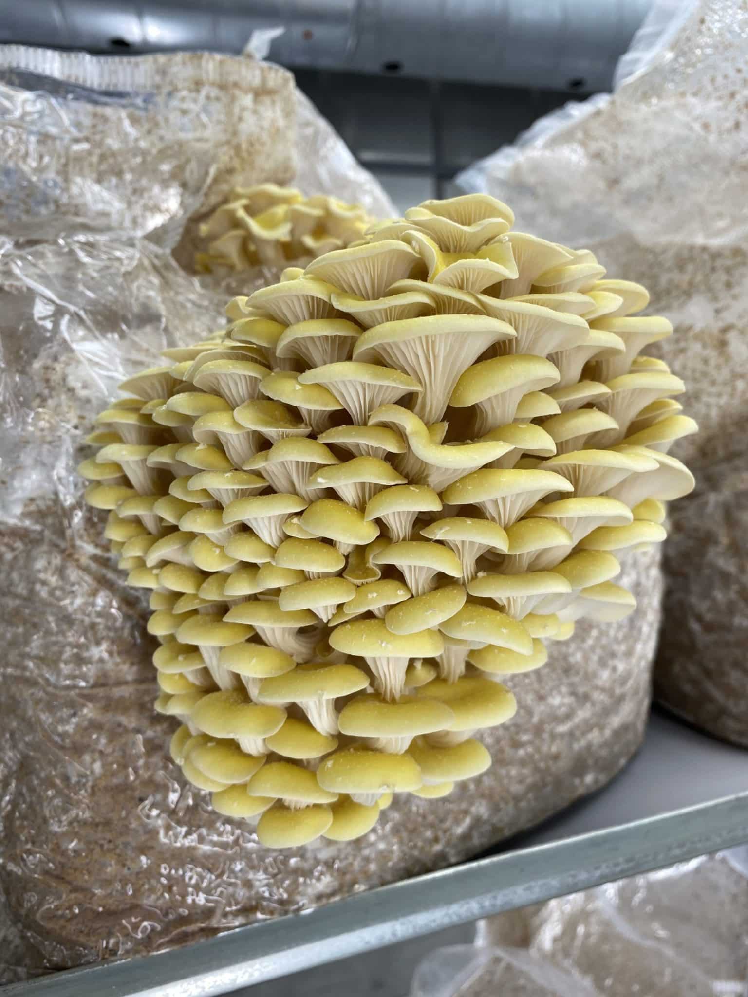 M2502 Pleurotus citrinopileatus - Spawn - 1L bag