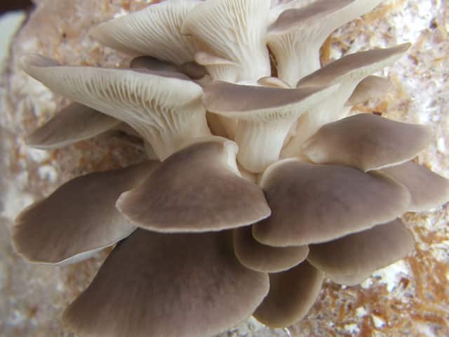 M2800 Pleurotus cystidiosus - Spawn - 5L bag
