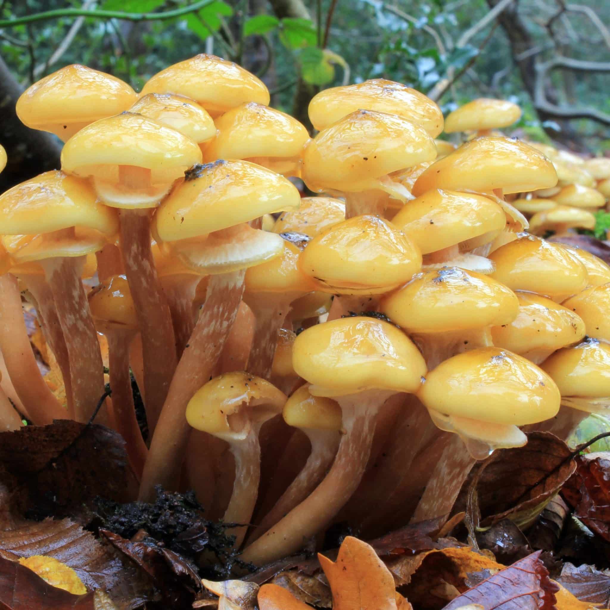 M4655 Armillaria mellea - Spawn - 5L bag