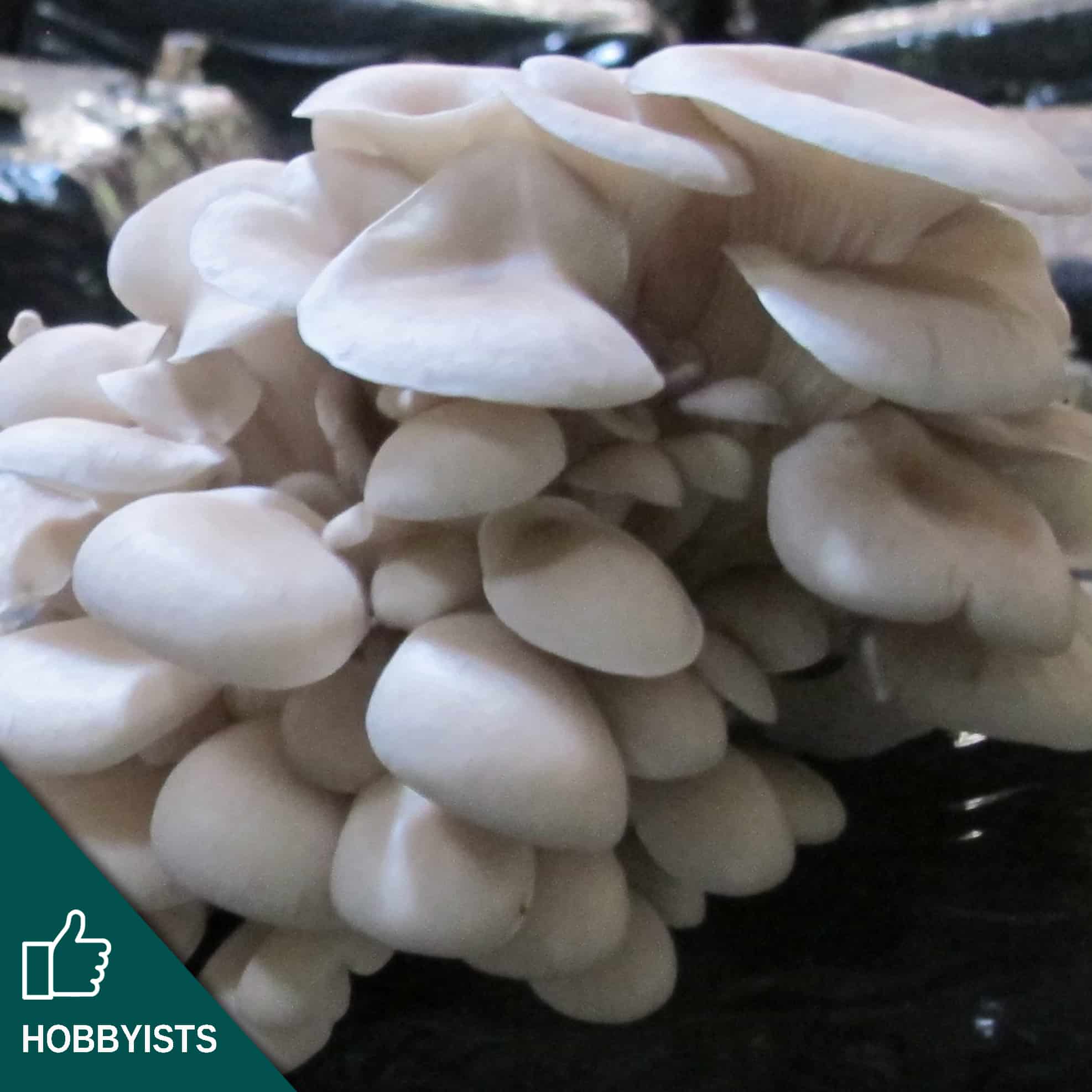 M2125 Pleurotus ostreatus var. florida - Spawn - 5L bag