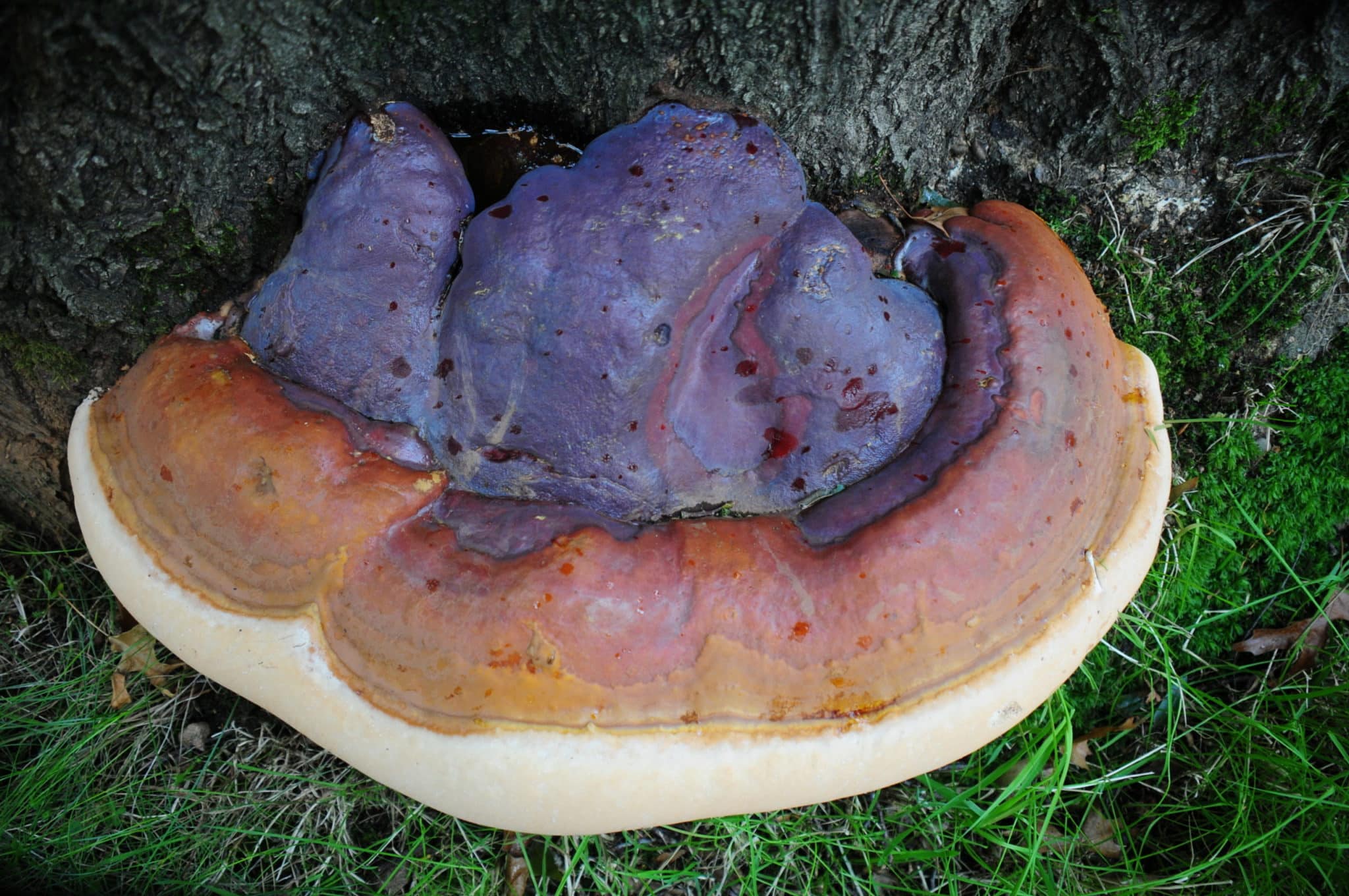 M9726 Ganoderma lucidum - Spawn - 5L bag