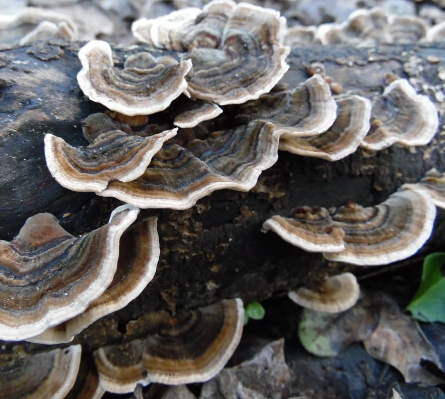 M9911 Trametes versicolor - Spawn - 5L bag