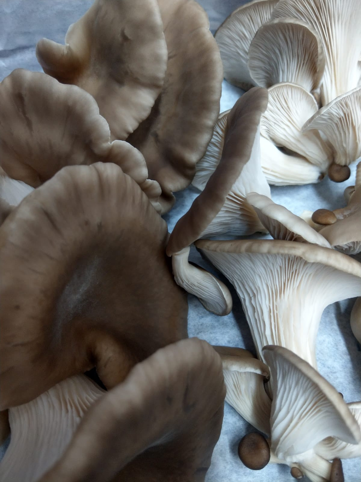 M2300 Pleurotus eryngii/ostreatus cross - Spawn - 5L