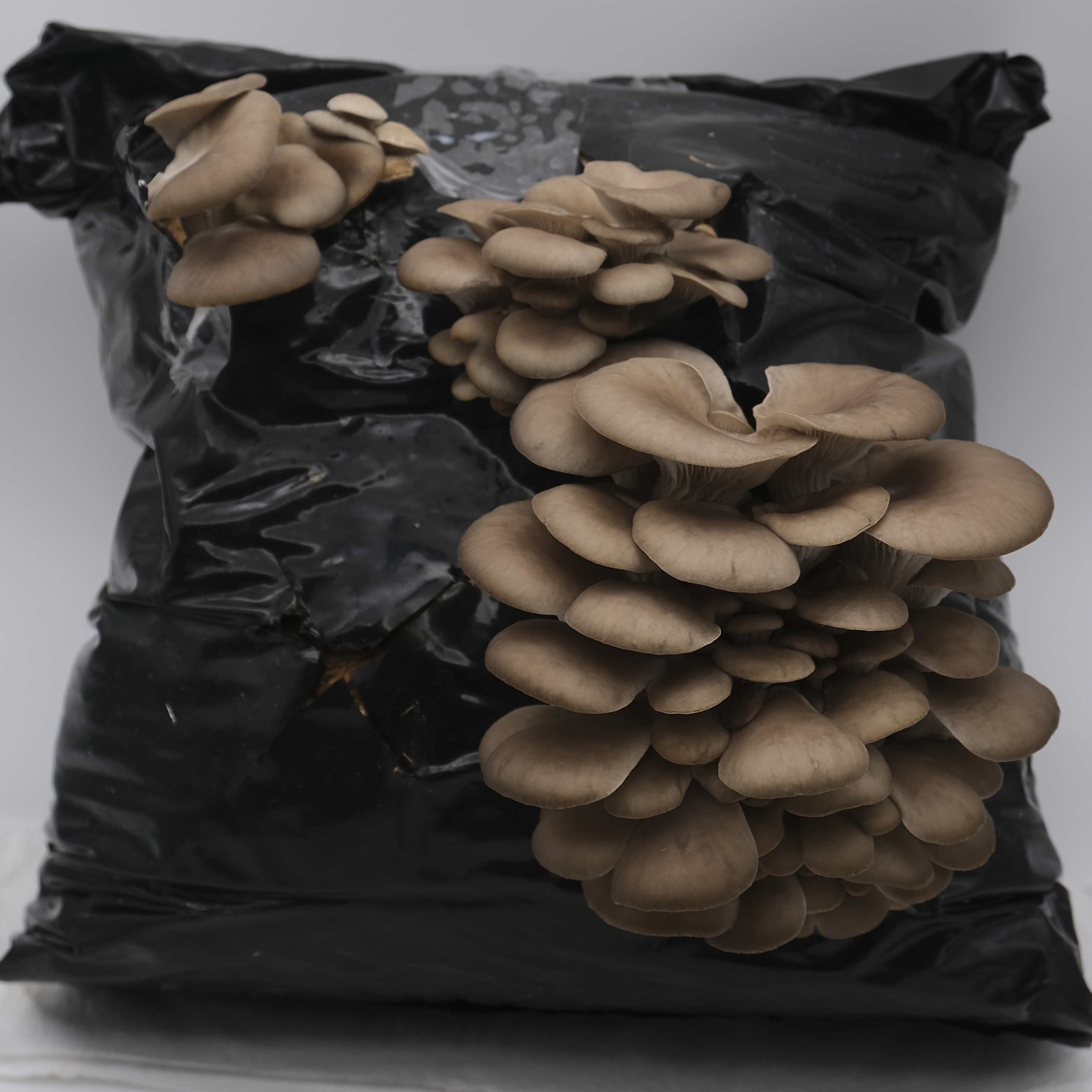 How To Grow Mushrooms In Bags