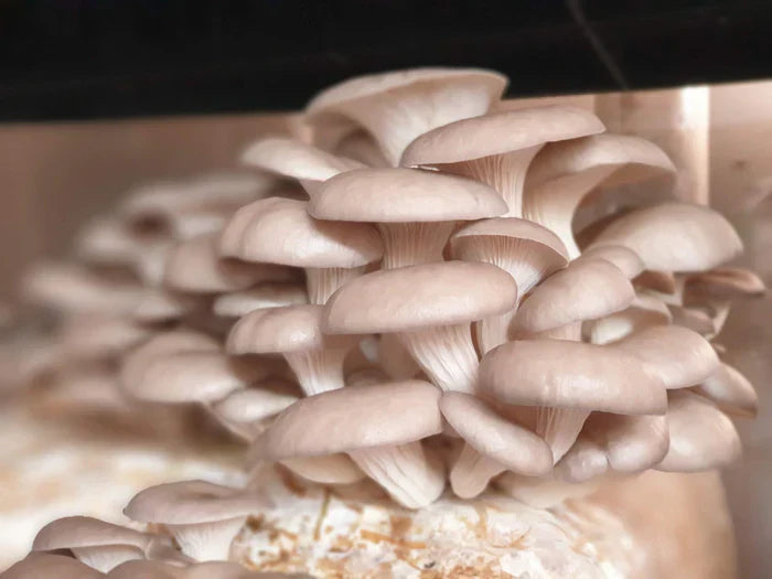 Mushroom Fruiting Blocks