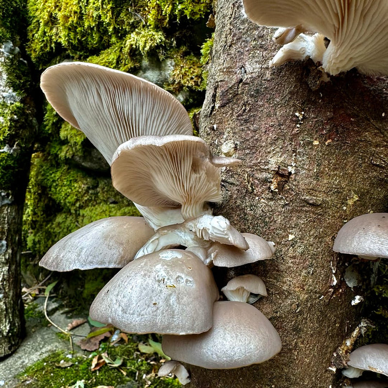 What is mushroom plug spawn, and how do you use it?