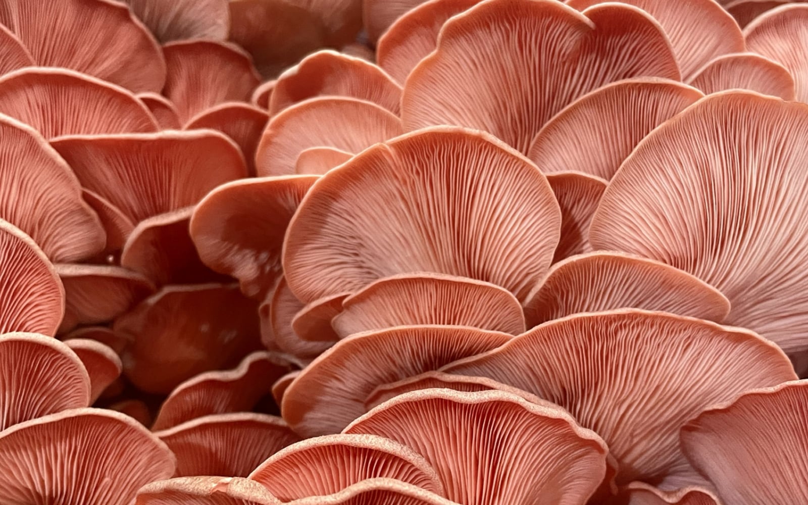 Mushroom Growing Kit Product Instructions