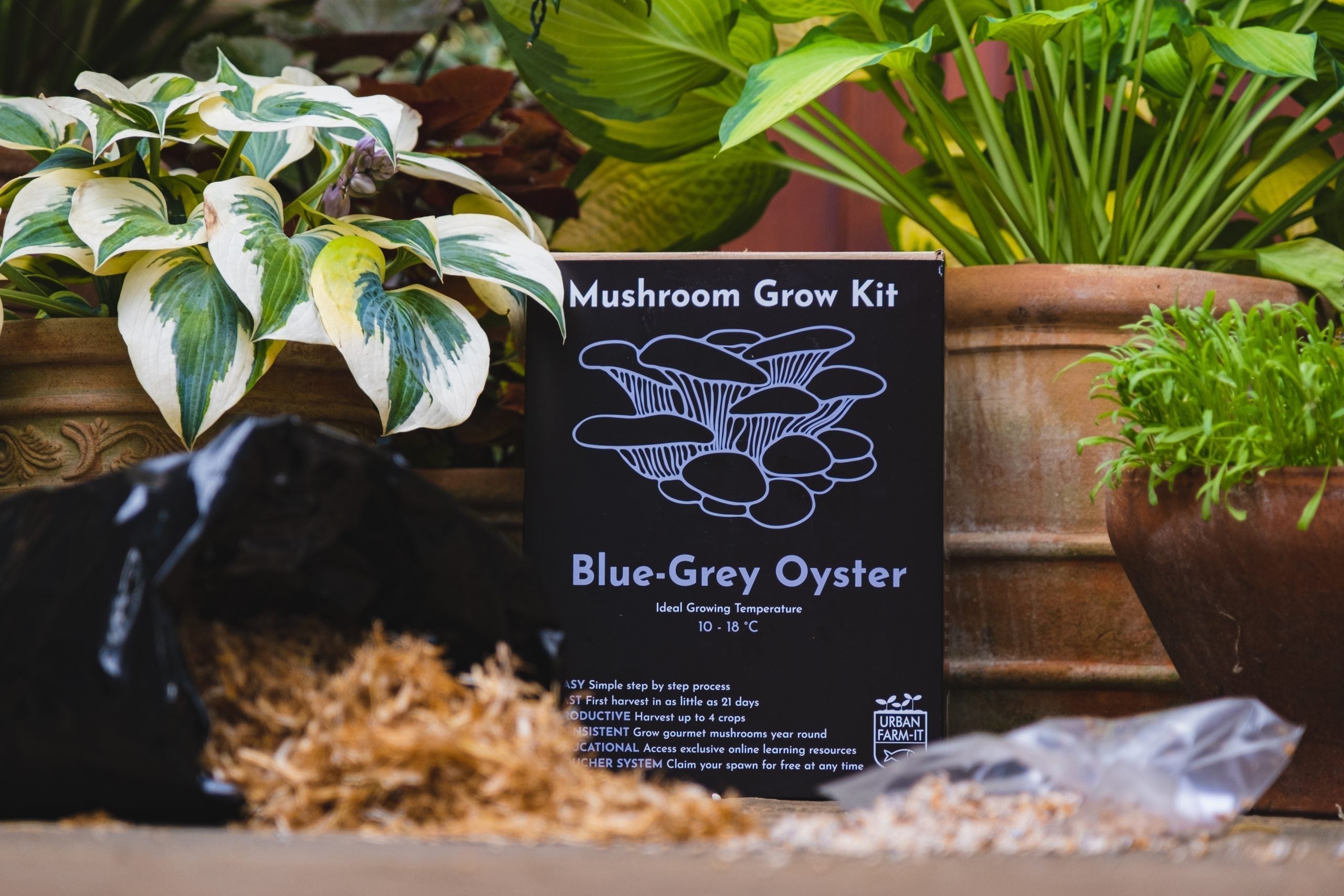 Ready-To-Fruit Mushroom Growing Kits