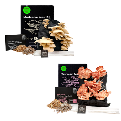 Mushroom Kit Bundle - Choose Any 2 & Save