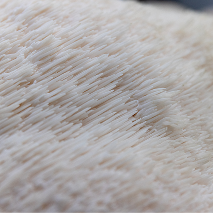 Fresh Lion's Mane B2B