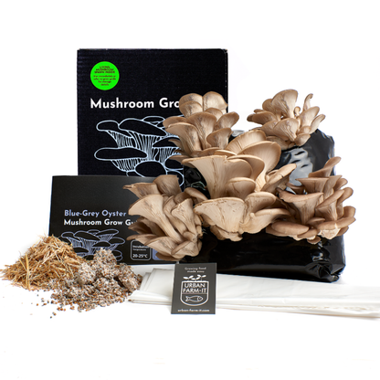 Oyster Mushroom Growing Kit