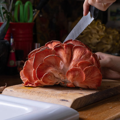 Oyster Mushroom Growing Kit