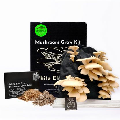 White Elm Oyster Mushroom Growing Kit