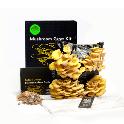 Mushroom Kit Bundle - Choose Any 2 & Save