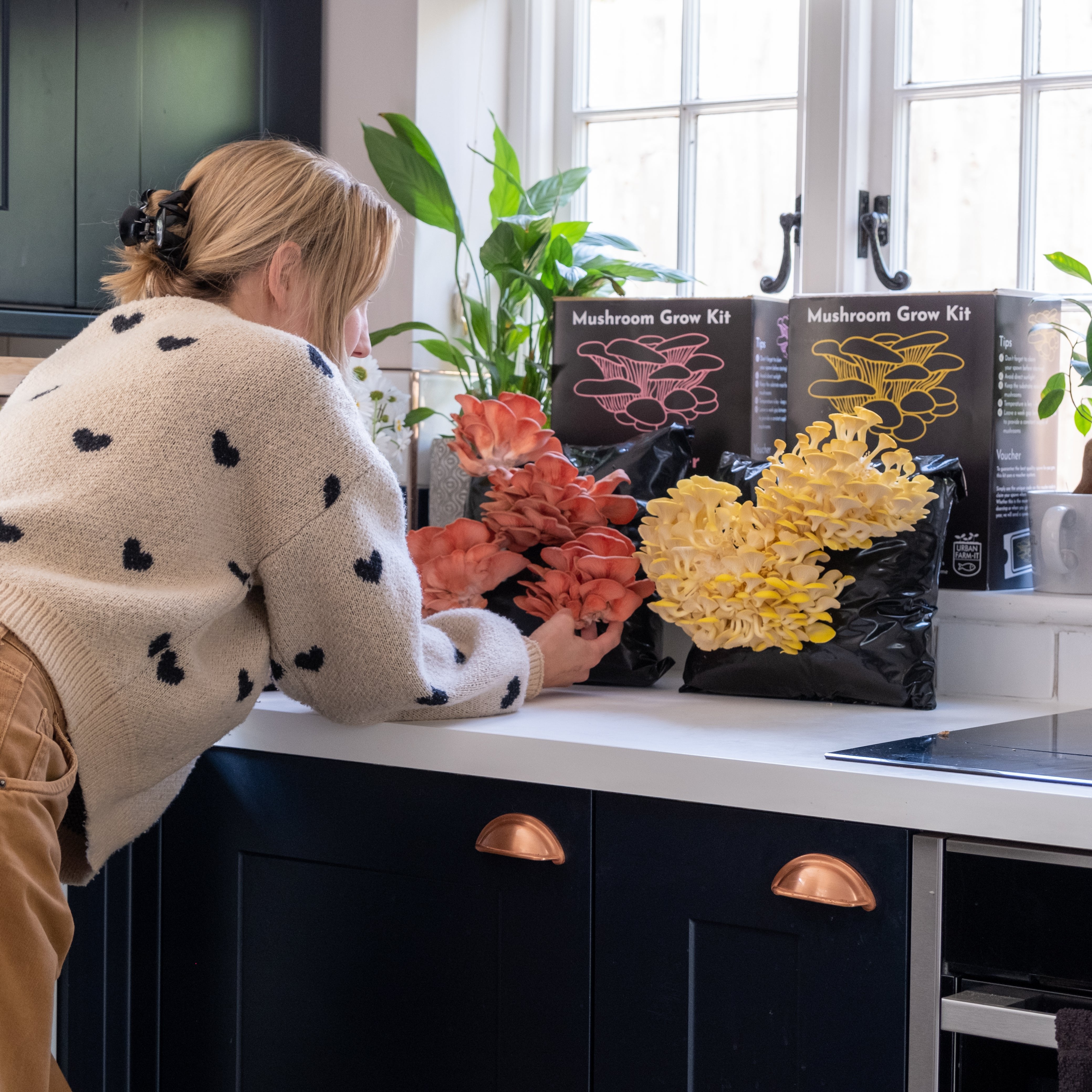 Oyster Mushroom Growing Kit