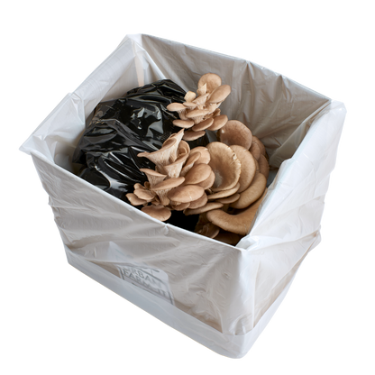 Blue-Grey Oyster Mushroom Growing Kit