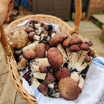 Wine Cap Bed Grow Bundle