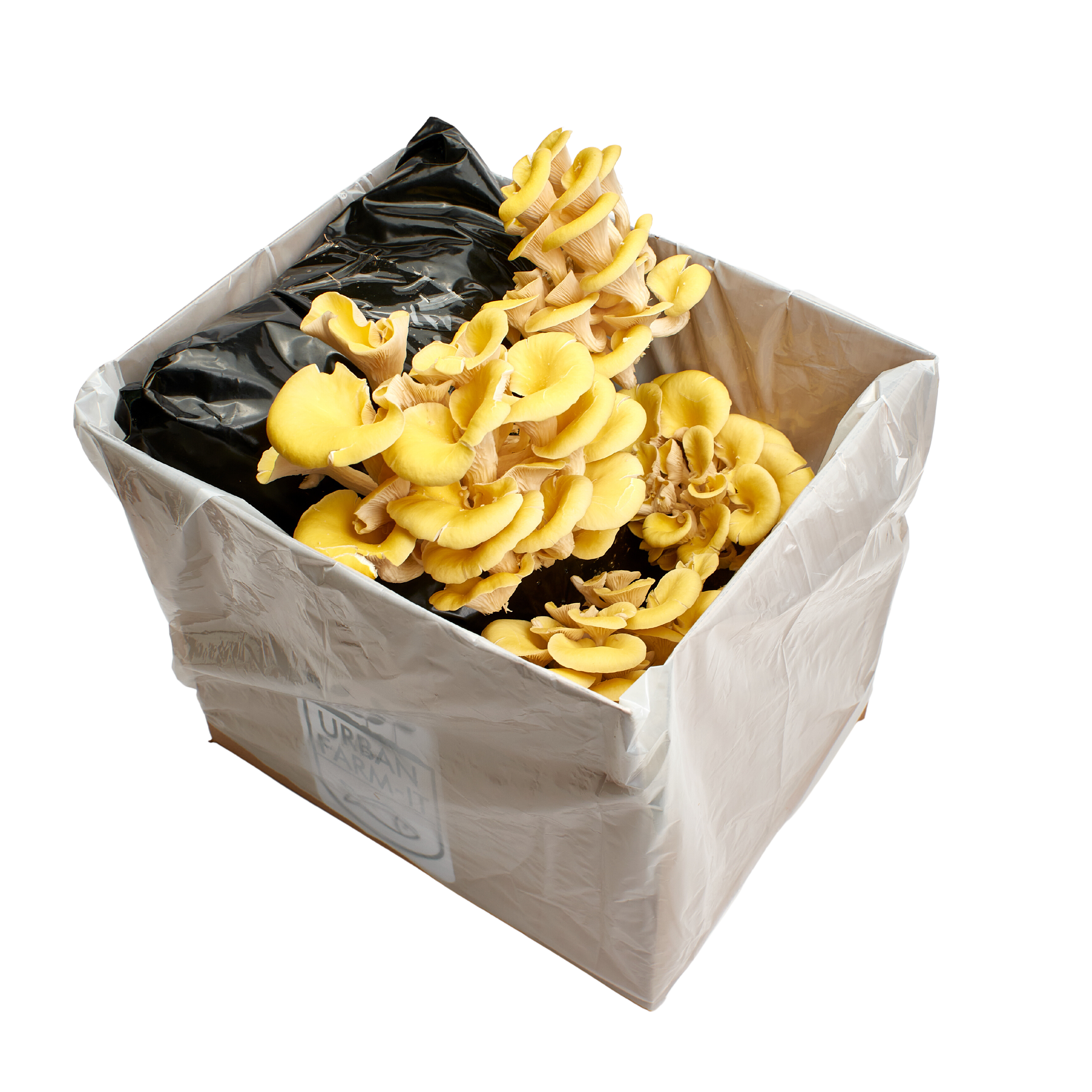 Yellow-Gold Oyster Mushroom Growing Kit