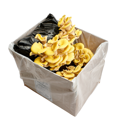 Yellow-Gold Oyster Mushroom Growing Kit