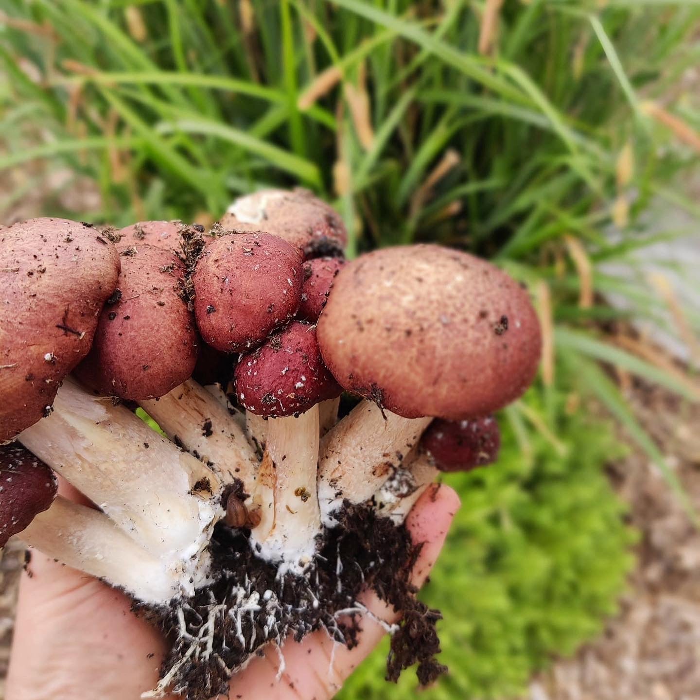 Wine Cap Bed Grow Bundle