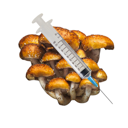 Chestnut Mushroom Liquid Culture