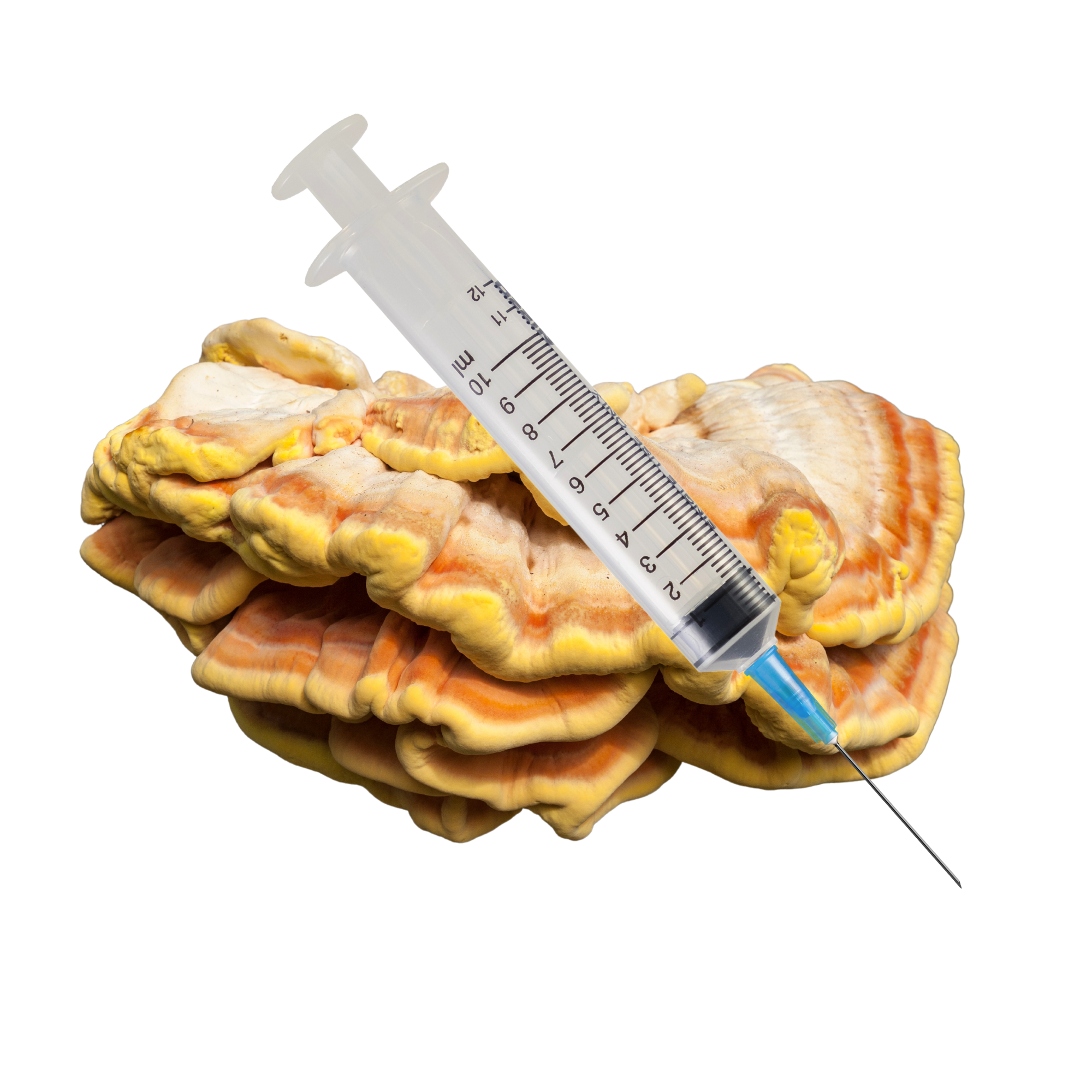 Chicken of the Woods Mushroom Liquid Culture