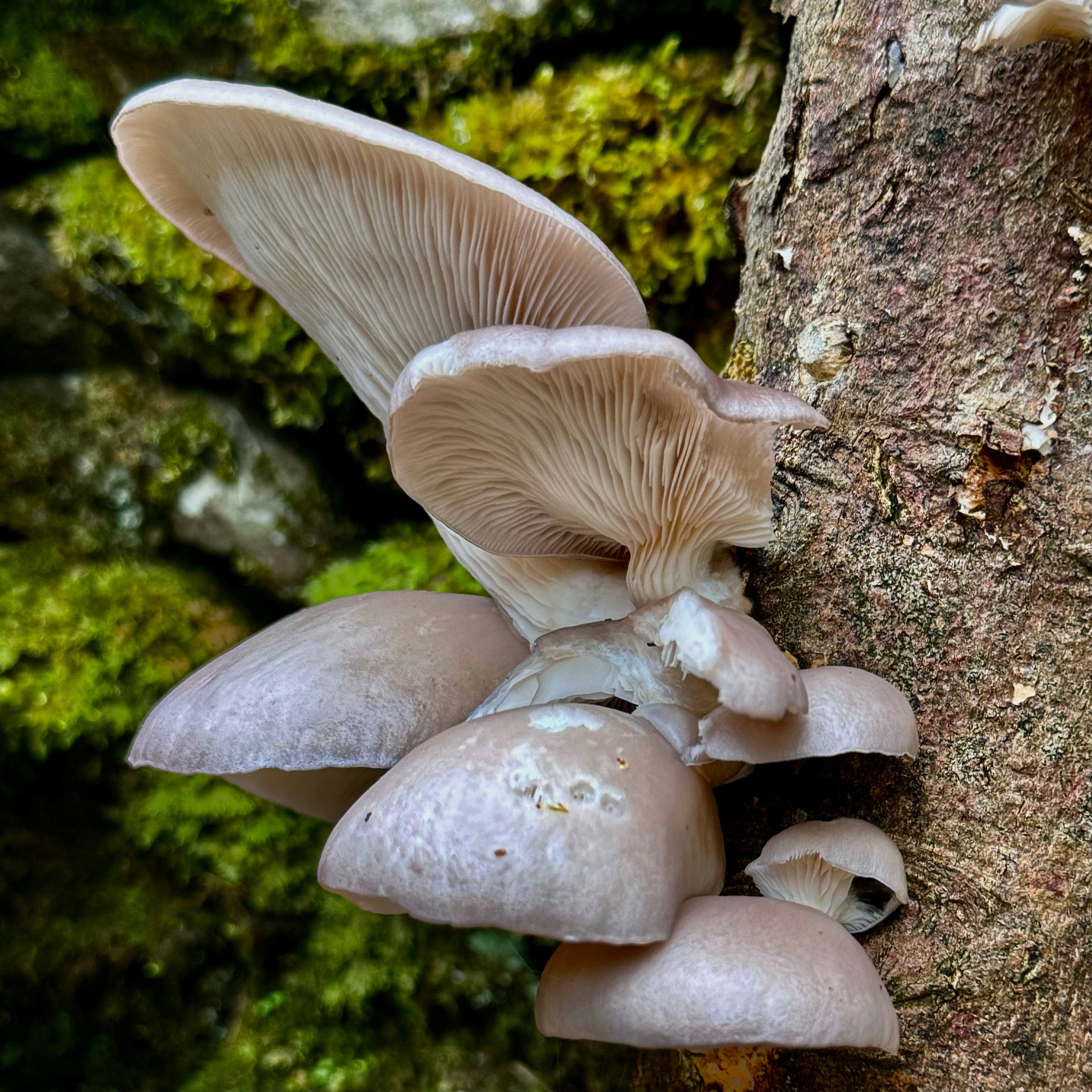Mushroom Log Growing Kit