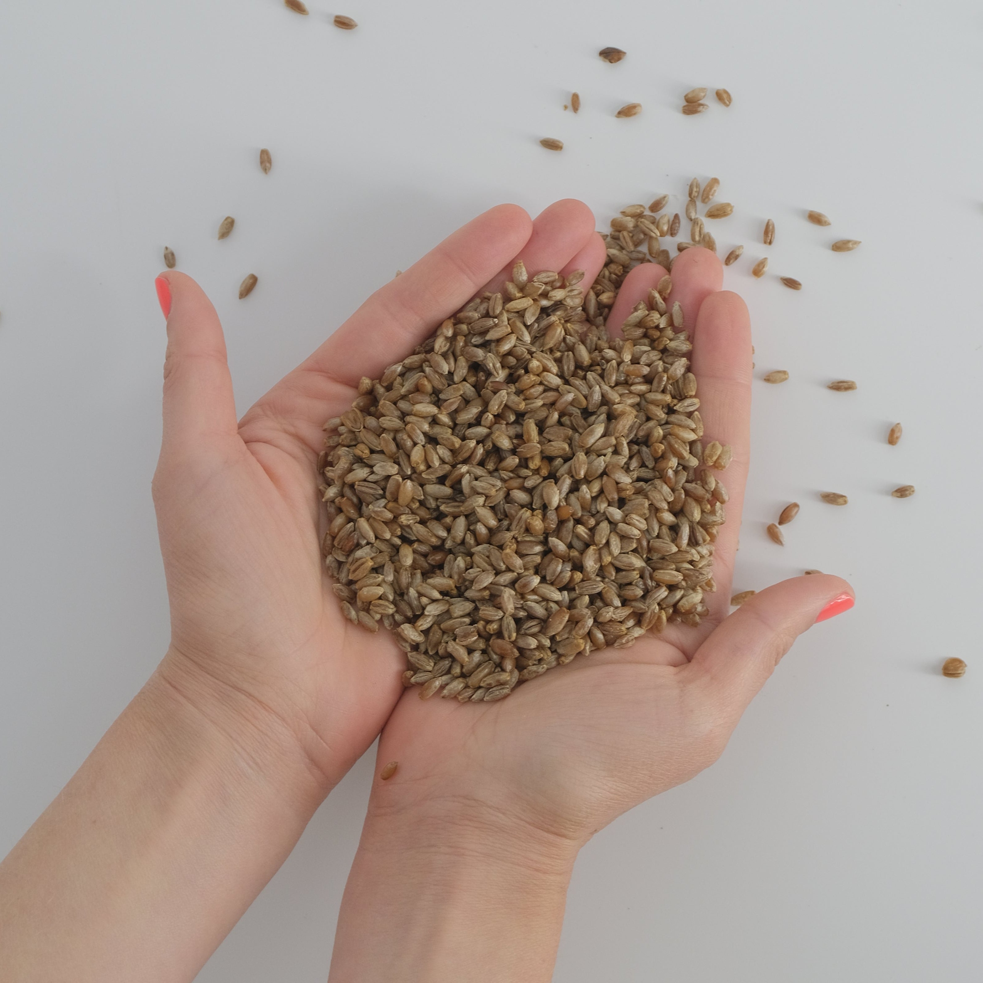 All in One Grow-It Bag