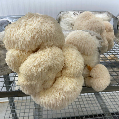 Lion's Mane Mushroom Fruiting Block
