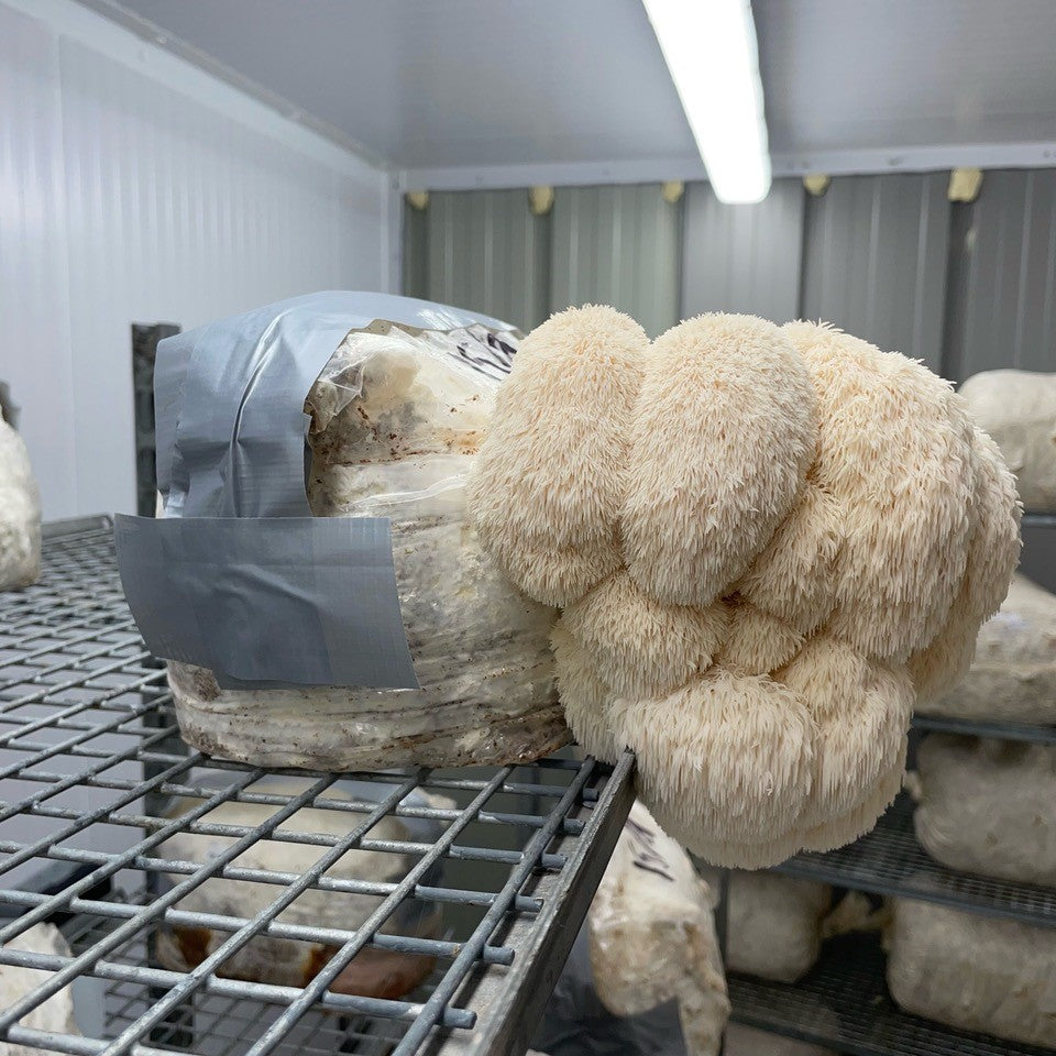 Lion's Mane Mushroom Fruiting Block