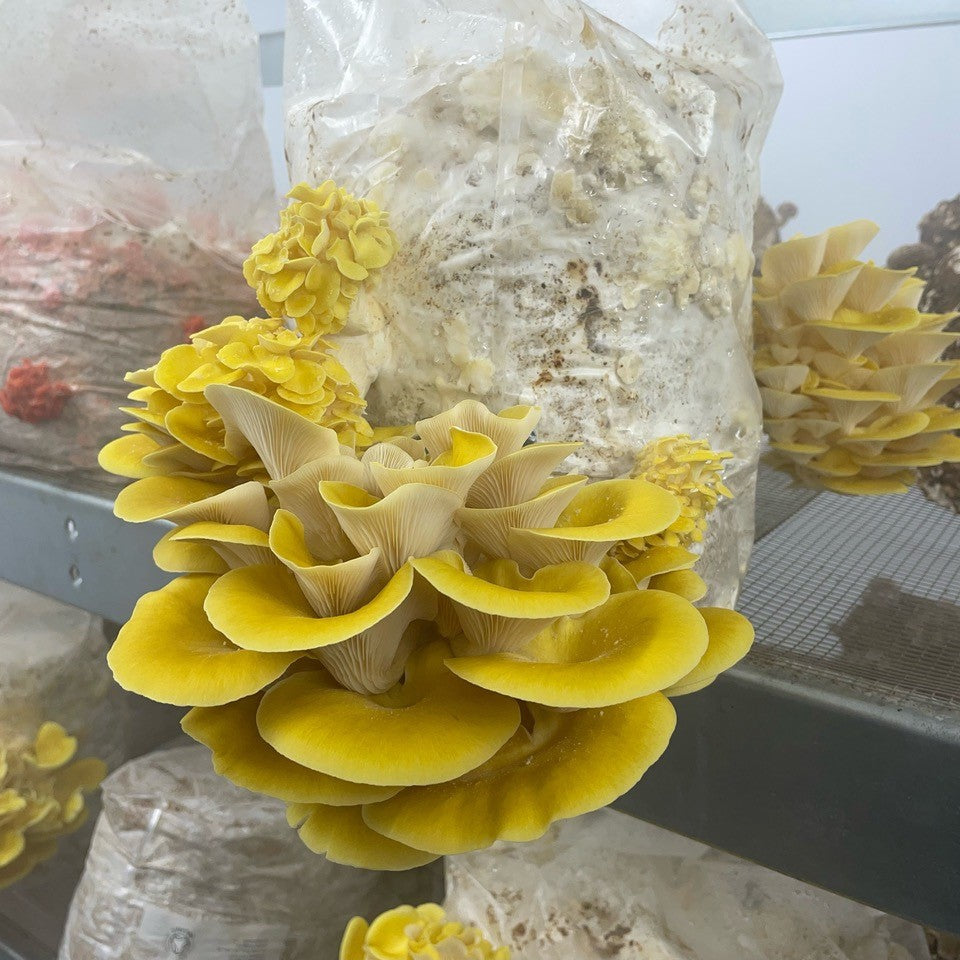 Fruiting Block - Small Pallet